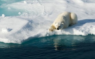 sn-polarbears-thumb-autox600-5000.jpg